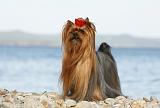 YORKSHIRE TERRIER 341